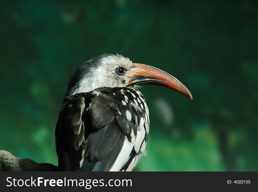 A bird with long beak