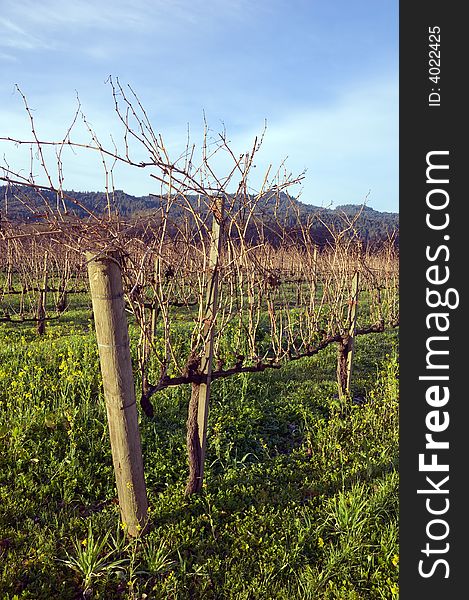 Napa Valley vineyard in the winter sun.