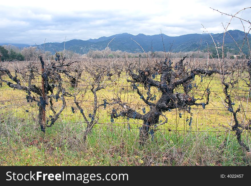 Vineyard With Grapes In Winter