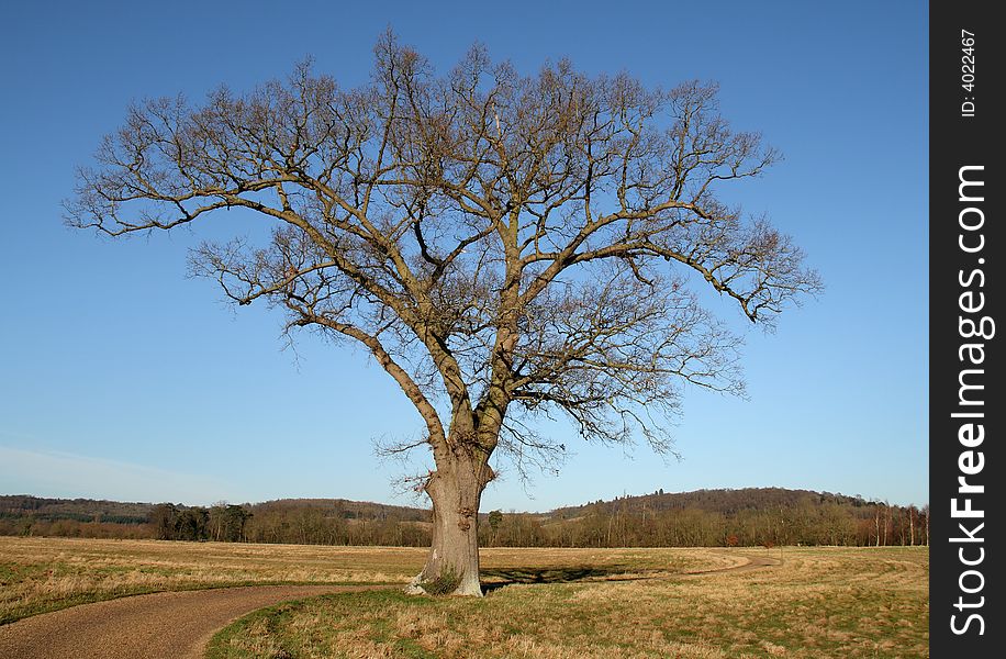 English landscape with a lonely Oak Tree set against a clear blue Winters Sky and a meandering lane passing by. English landscape with a lonely Oak Tree set against a clear blue Winters Sky and a meandering lane passing by