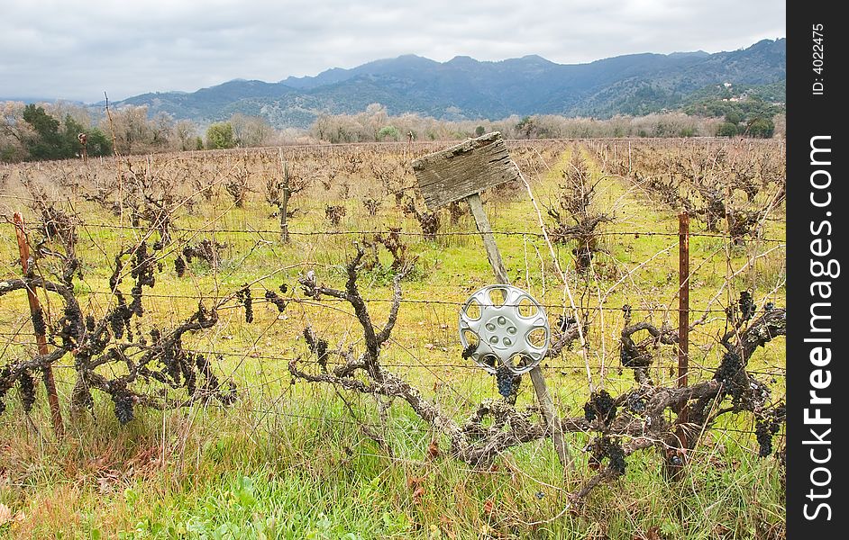 Vineyard with grapes in winter