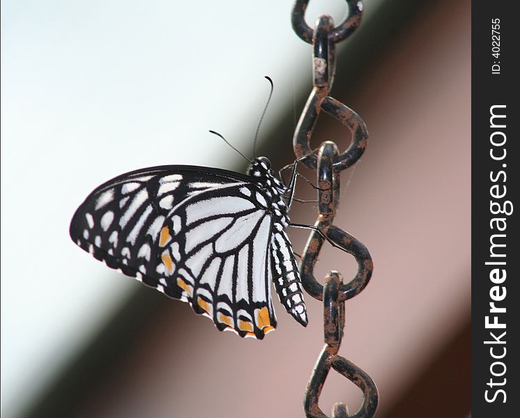 Butterfly on a chain lepidoptra. Butterfly on a chain lepidoptra