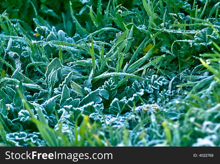 Frozen grass early in the morning