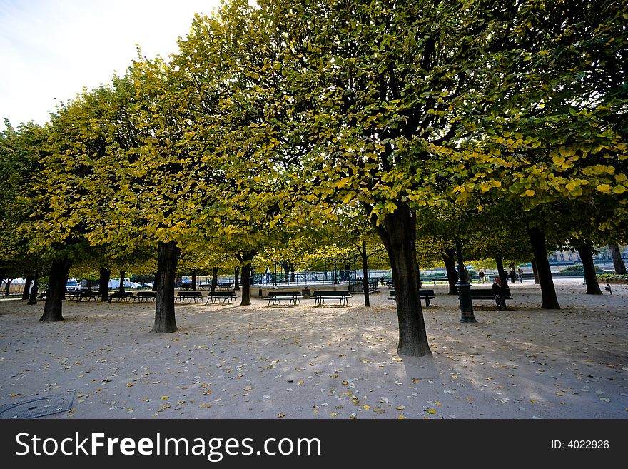 Wide angle view of park trees in autumn. Paris, France.