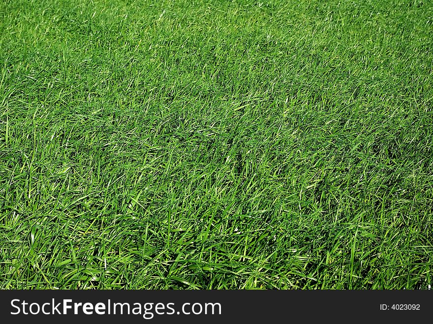 Green grass field