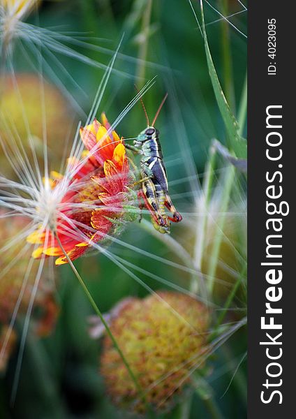 Grasshopper camouflaged by colorful flowers. Grasshopper camouflaged by colorful flowers