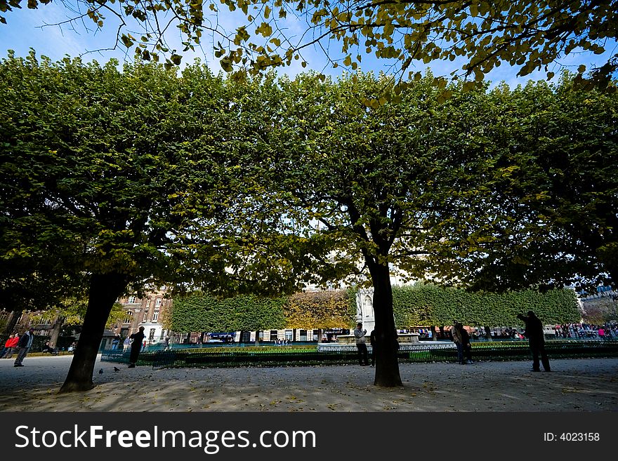 Wide angle view of park trees in autumn with deep blue sky. Paris, France.