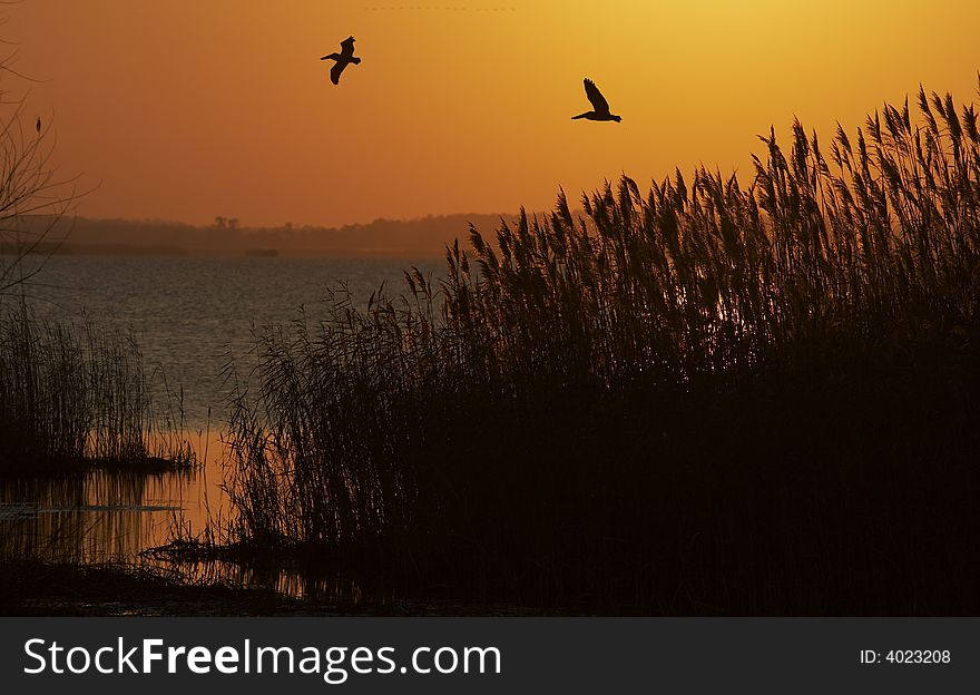 A picture of birds flying in marsh. A picture of birds flying in marsh