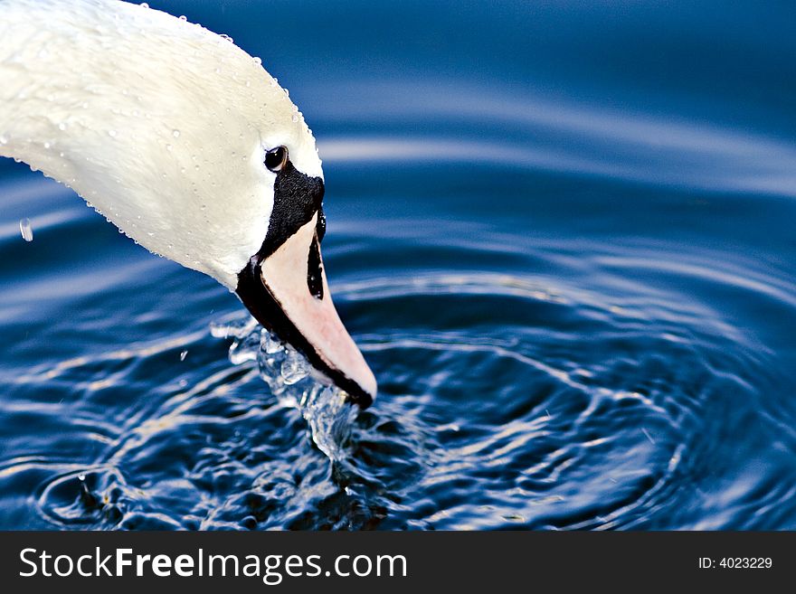 A swan is drinking water. A swan is drinking water