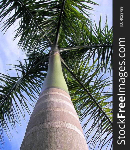 Patterns on florida palm tree. Patterns on florida palm tree