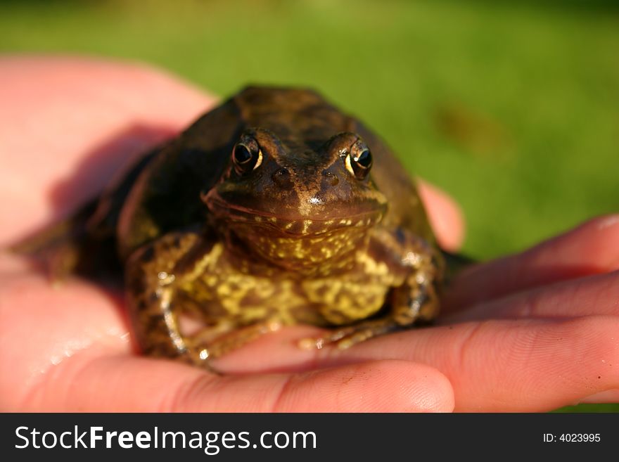Frog in a boy's hand, shallow DOF, focus on eyes