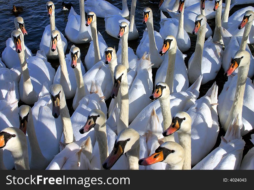 A gaggle of hungry swans look on attentively in the hope of food !. A gaggle of hungry swans look on attentively in the hope of food !