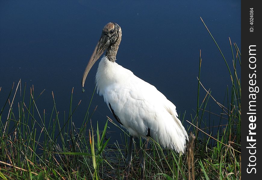 Wood Stork