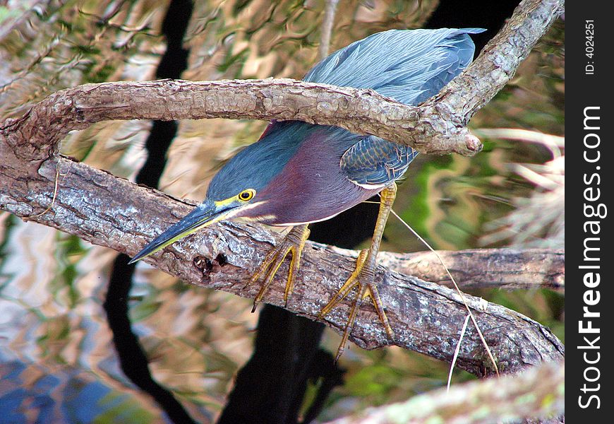 Green Heron perching in the Florida Everglades