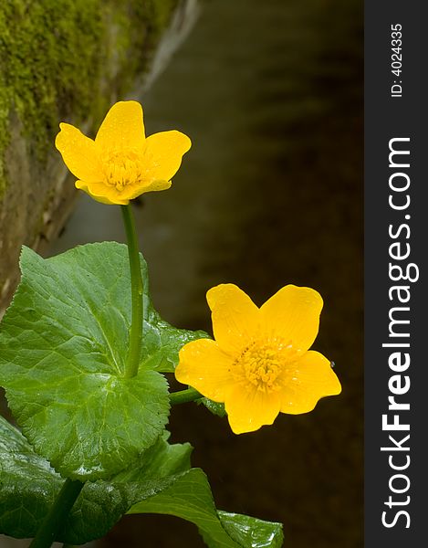 Marsh marigold flower in the sping