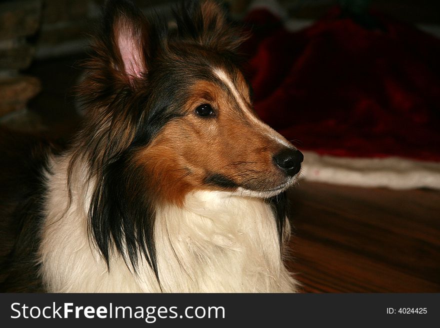 A young sheltie close up. A young sheltie close up