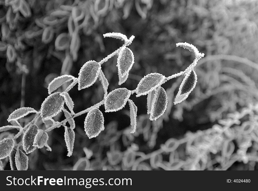 Black and white image, leaves with rhyme in wintertime, close-up. Black and white image, leaves with rhyme in wintertime, close-up