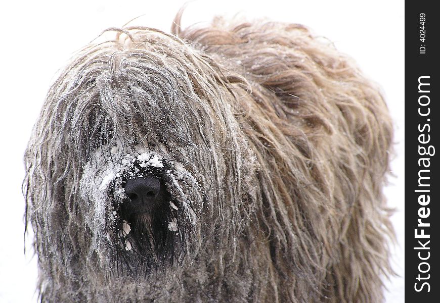 Snow frozen on a dog's face.