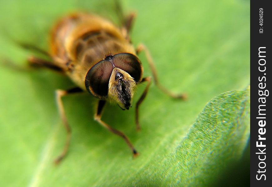 A fly on a green leaf