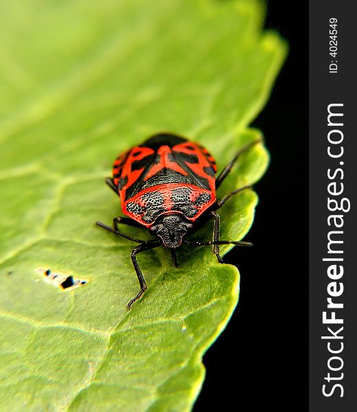 A red and black bug on a green leaf. A red and black bug on a green leaf.