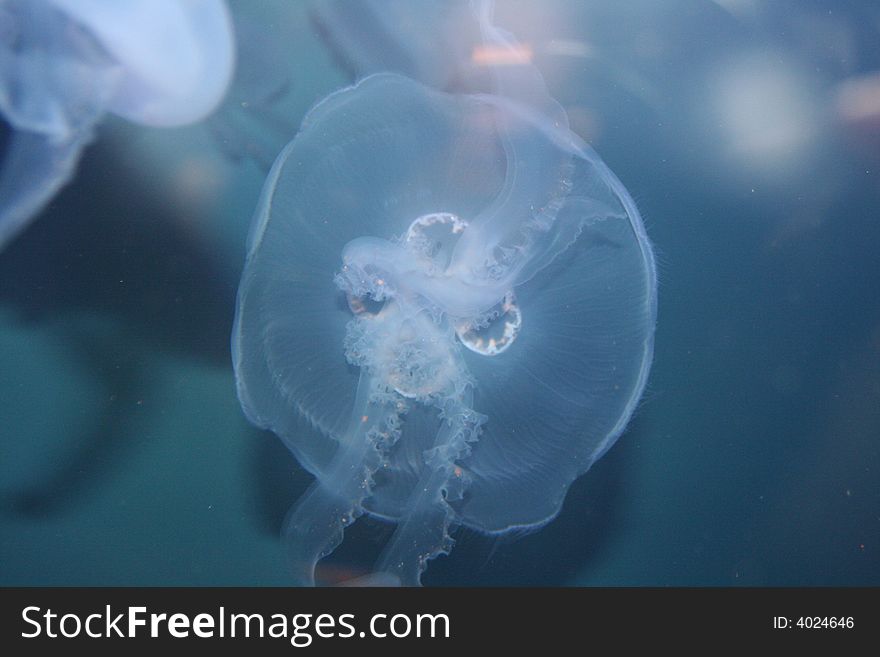 A close up of a jelly fish in an enclosure. A close up of a jelly fish in an enclosure.