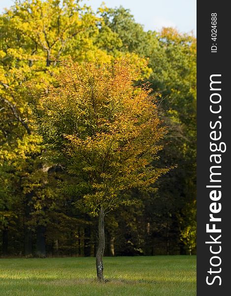 Colorful Autumn Tree on the park