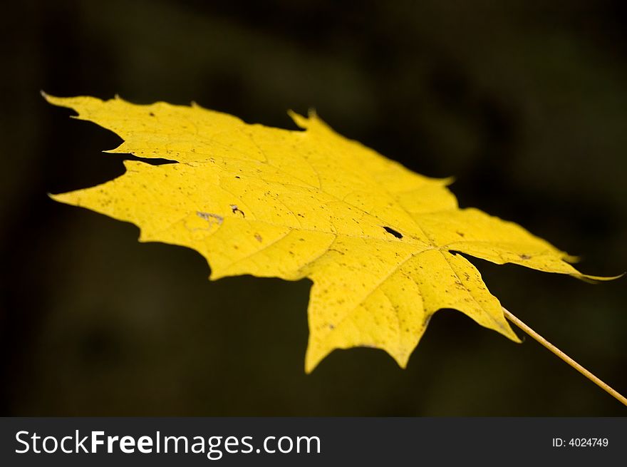 A bright yellow autumn maple leaf. A bright yellow autumn maple leaf