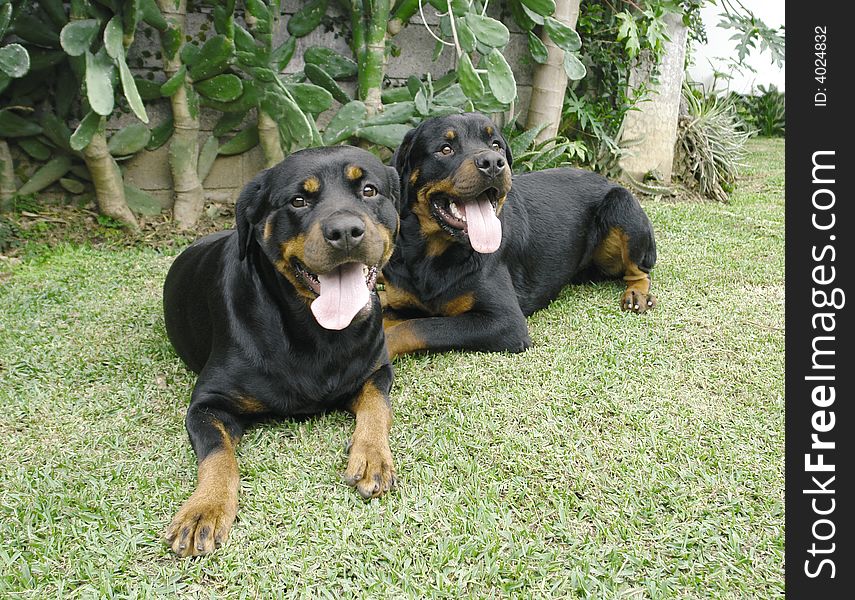 Two pure breed rottweiler dogs laying down