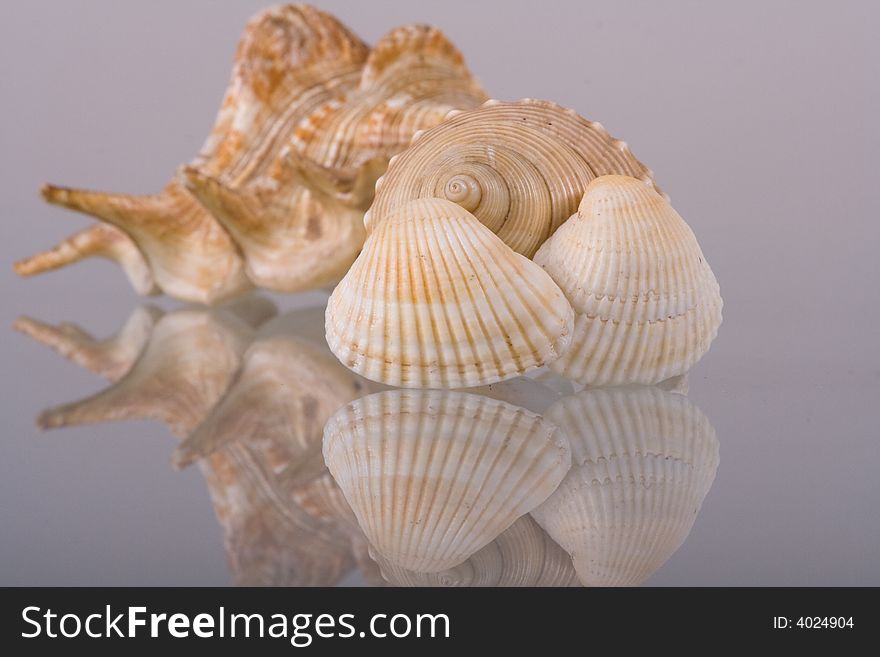 Conch of sea shell with reflection