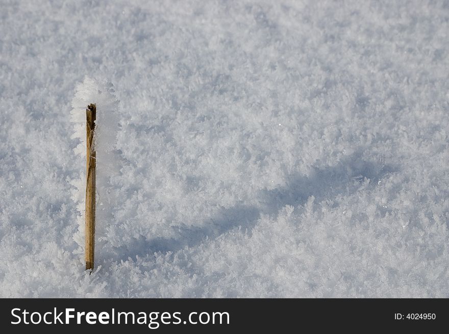Frozen stick throwing a shadow to the snow