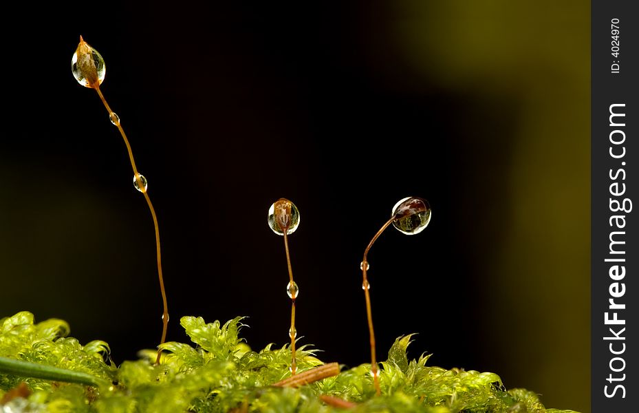 Water drops on the green moss