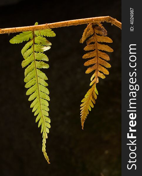 Detail photo green and brown a fern leaf