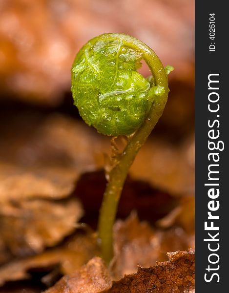 Close-up new fern leaf unfurling