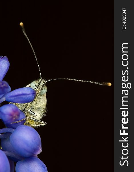 Siting butterfly on the grape hyacinth