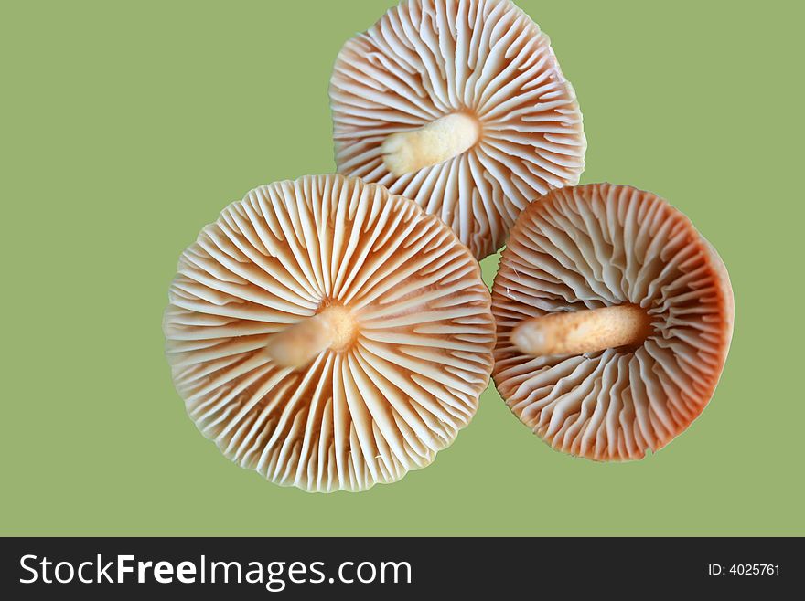 Three Mushrooms