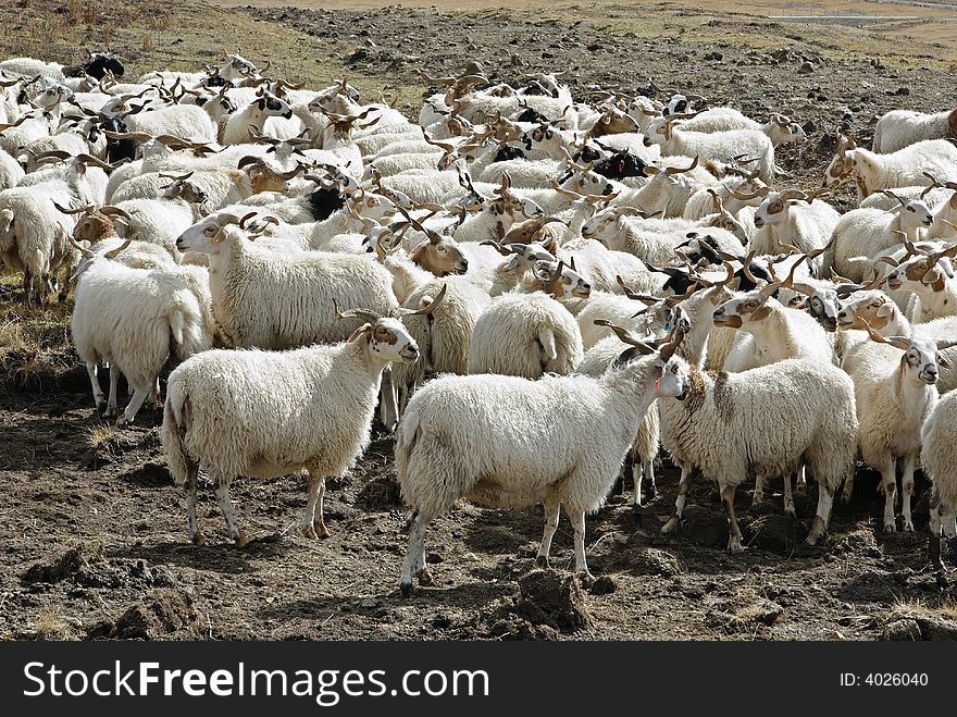 Group of sheeps on the farm