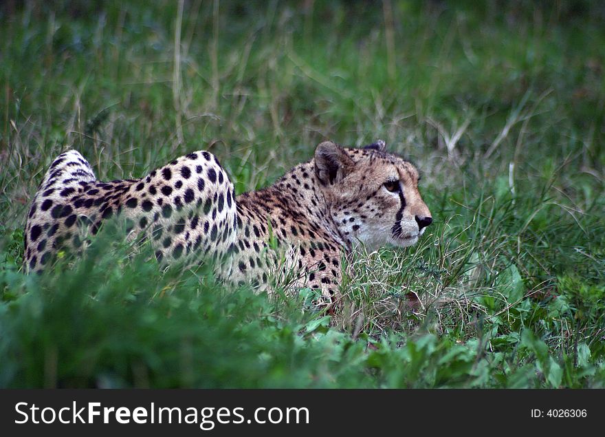 Cheetah having a rest in the grass