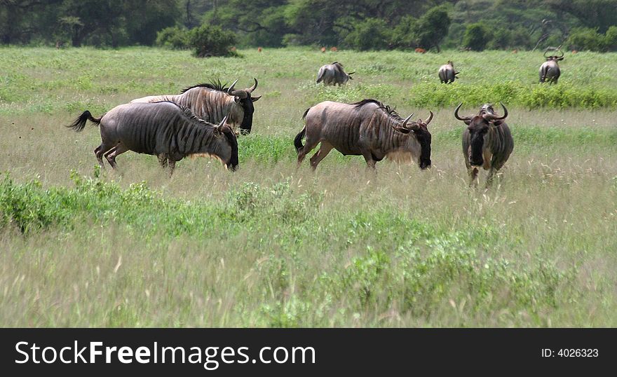 A herd of gnus escaping. A herd of gnus escaping