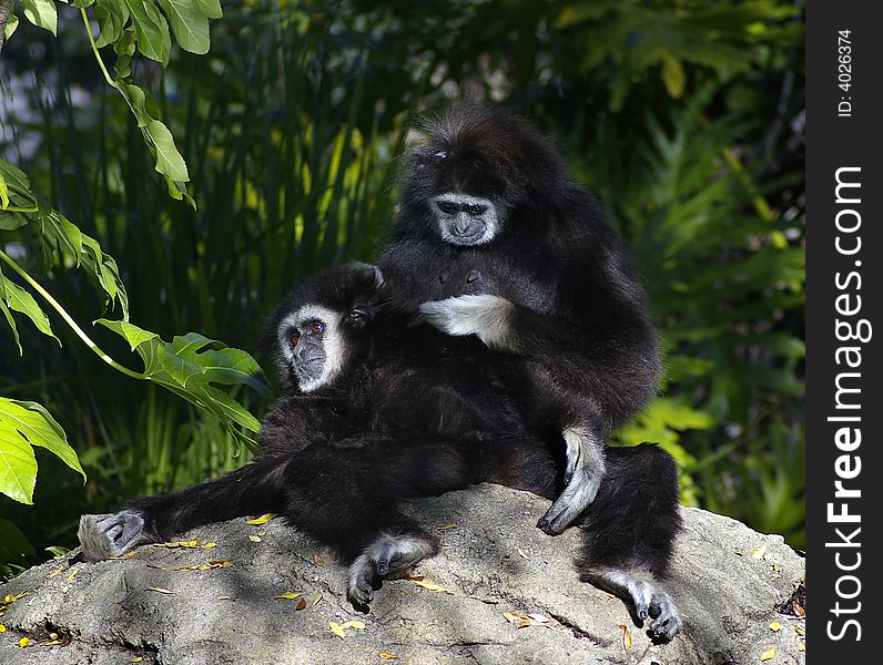 Pair of Gibbons Grooming each other sitting on the rock on a sunny evening