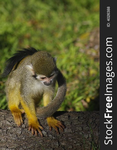 Squirrel Monkey On a Tree Trunk