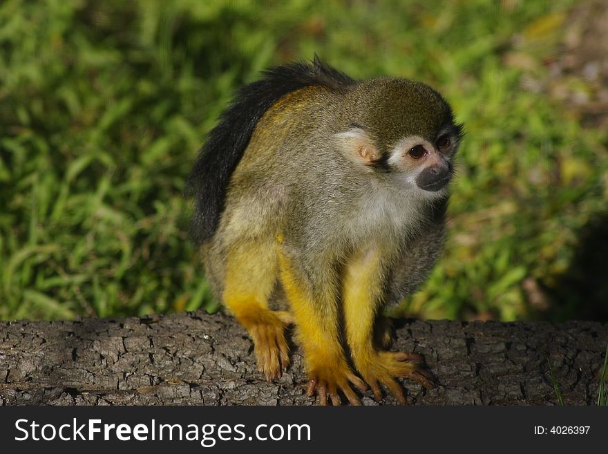 Squirrel Monkey On a Tree Trunk