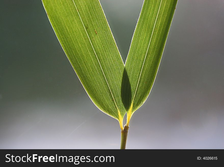 Two bamboo leaves with detail