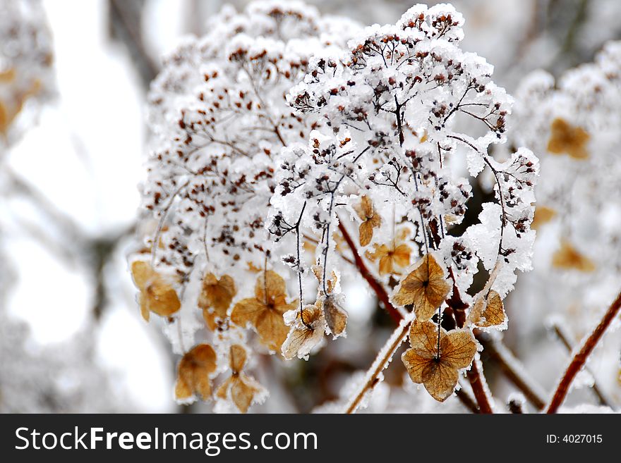 Some withered plants covered by white snow. Some withered plants covered by white snow
