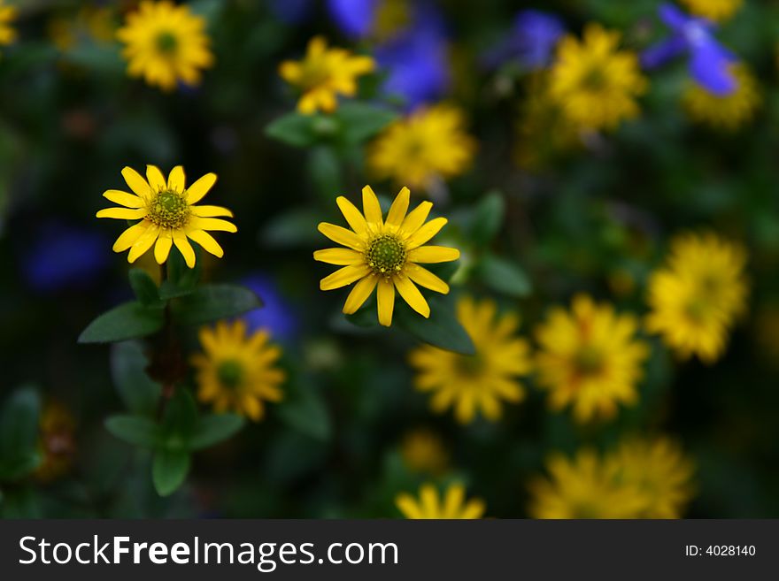 Yellow summer flowers, selective focus,