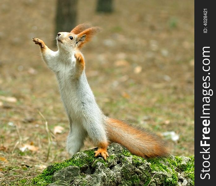 Squirrel ( Sciurus ). Russia, Voronezh area.