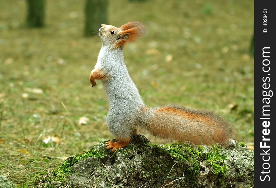 Squirrel ( Sciurus ). Russia, Voronezh area.