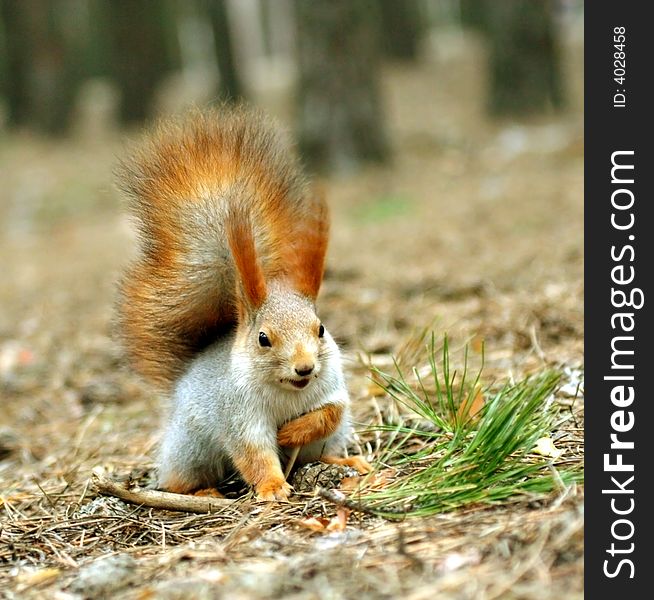 Squirrel ( Sciurus ). Russia, Voronezh area