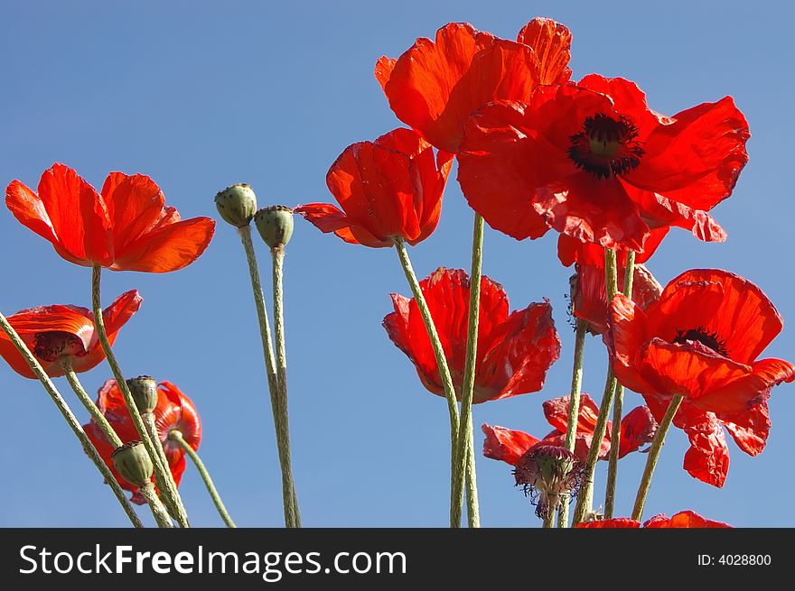 Red poppies in the blue sky