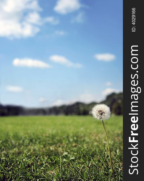 Nice background with fresh grass, flower, meadow and blue sky. Nice background with fresh grass, flower, meadow and blue sky