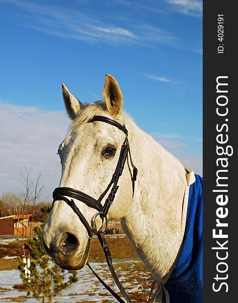 Portrait of big grey thoroughbred horse outside against blue sky.